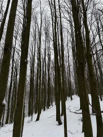 Prodej lesa, Starý Jičín, 12582 m2
