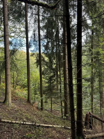 Prodej lesa, Kokořín, 1205 m2