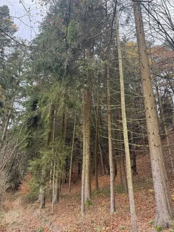 Prodej lesa, Luká, 8606 m2