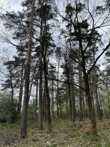 Prodej lesa, Hradiště, 1732 m2