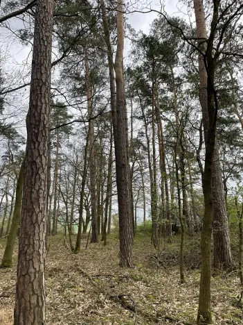 Prodej lesa, Hradiště, 3845 m2