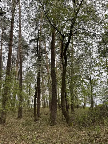 Prodej lesa, Hradiště, 5650 m2