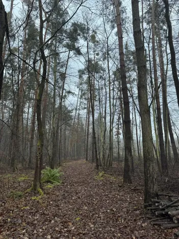 Prodej podílu lesa, Břehy, 5148 m2