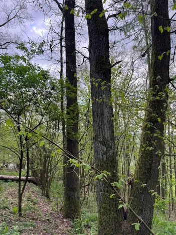 Prodej lesa, Přeštěnice, 4298 m2