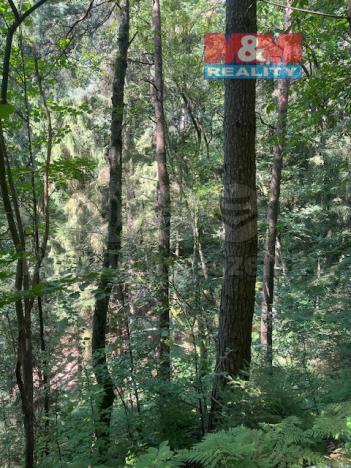 Prodej lesa, Mírová pod Kozákovem - Sekerkovy Loučky, 5461 m2