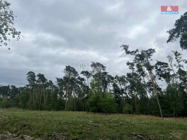 Prodej lesa, Tři Dvory, 4321 m2