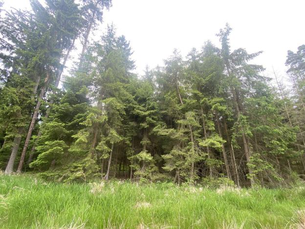 Prodej lesa, Blížejov - Lštění, 3197 m2