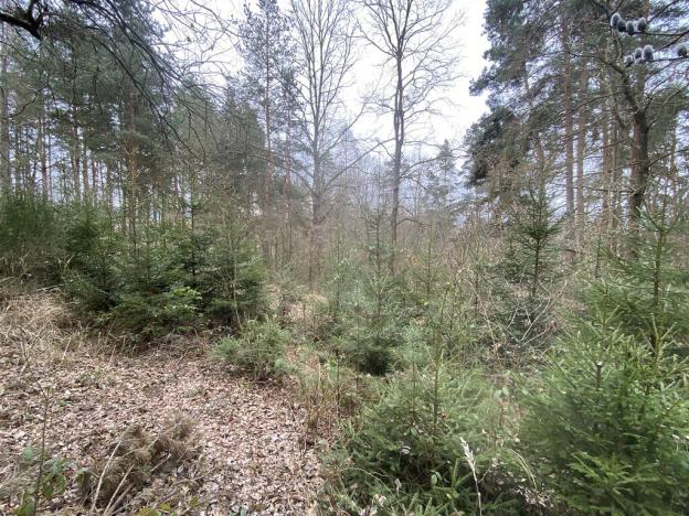 Prodej lesa, Miloňovice - Sudkovice, 2768 m2
