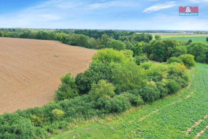 Prodej lesa, Velké Všelisy, 1302 m2