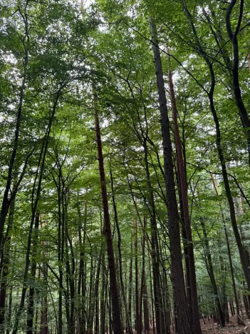 Prodej pozemku, Bohutín, 50672 m2