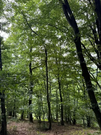 Prodej pozemku, Bohutín, 50672 m2