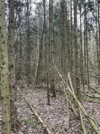 Prodej lesa, Hradiště, 3845 m2