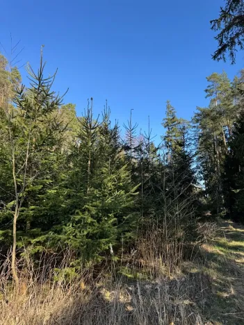 Prodej lesa, Sedlečko u Soběslavě, 6708 m2