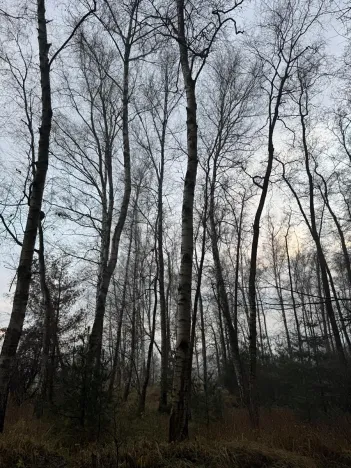 Prodej podílu lesa, Břehy, 5148 m2