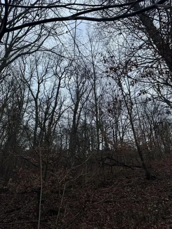 Prodej podílu lesa, Ústí nad Labem, 1184 m2