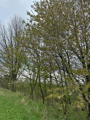 Prodej lesa, Bukovina u Čisté, 12070 m2