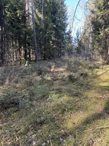 Prodej lesa, Vlastiboř, 3495 m2