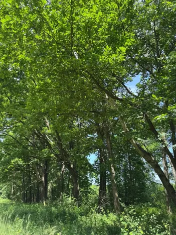 Prodej pozemku, Třeboň, 9529 m2