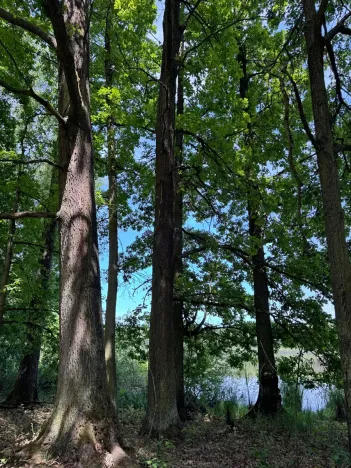 Prodej pozemku, Třeboň, 9529 m2
