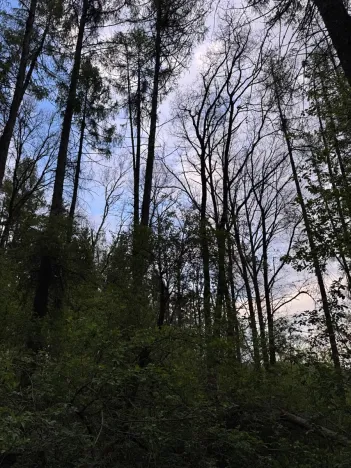 Prodej lesa, Přeštěnice, 4298 m2