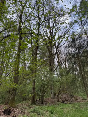 Prodej lesa, Přeštěnice, 4298 m2