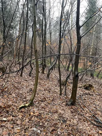 Prodej lesa, Velká Polom, 3342 m2