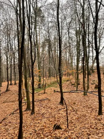 Prodej lesa, Velká Polom, 3342 m2