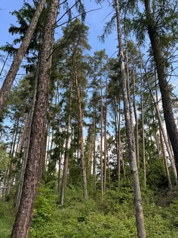 Prodej lesa, Bystřice, 8860 m2