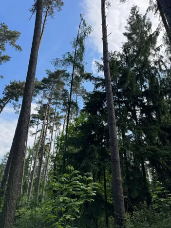 Prodej lesa, Bystřice, 8860 m2