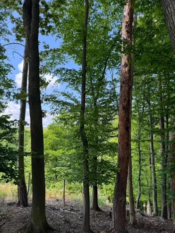 Prodej lesa, Vranov, 4583 m2