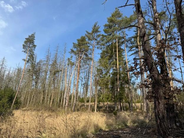 Prodej lesa, Louňovice pod Blaníkem, 4236 m2