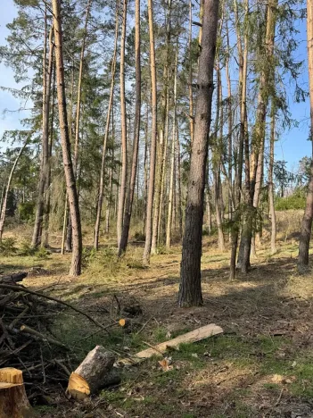 Prodej lesa, Louňovice pod Blaníkem, 4236 m2