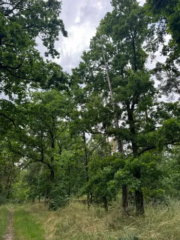 Prodej podílu lesa, Bavorov, 11201 m2