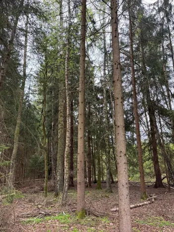 Prodej lesa, Bednáreček, 19864 m2