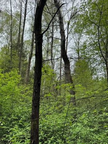 Prodej lesa, Bednáreček, 19864 m2