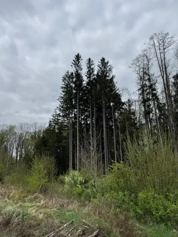 Prodej lesa, Bednáreček, 19864 m2
