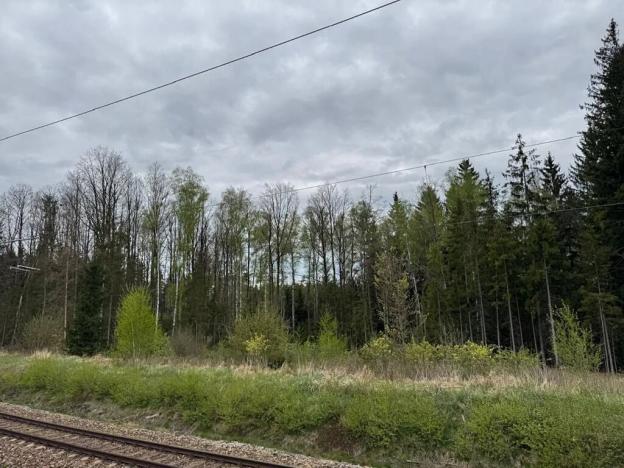 Prodej lesa, Bednáreček, 19864 m2