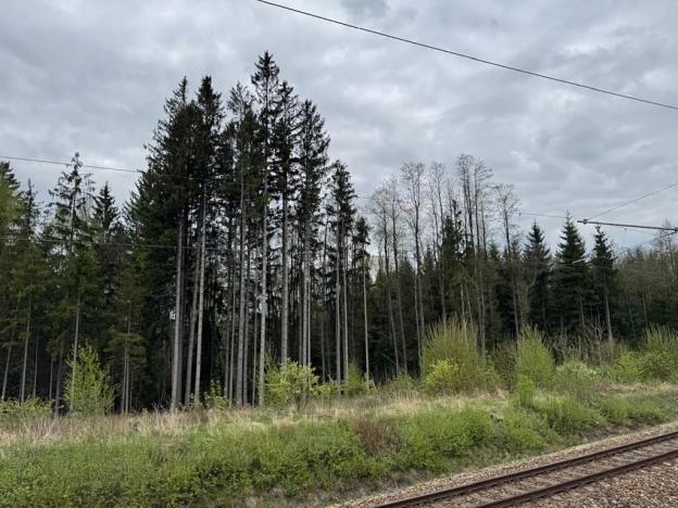 Prodej lesa, Bednáreček, 19864 m2