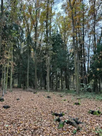 Prodej podílu lesa, Dolní Lukavice, 7998 m2