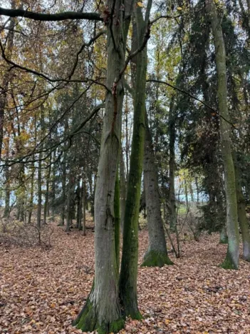 Prodej podílu lesa, Dolní Lukavice, 7998 m2