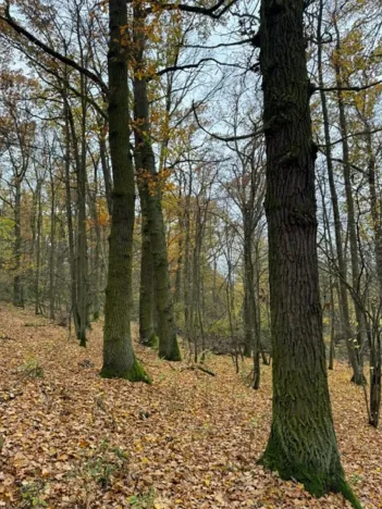 Prodej podílu lesa, Dolní Lukavice, 7998 m2