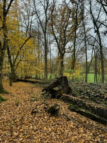 Prodej podílu lesa, Dolní Lukavice, 7998 m2