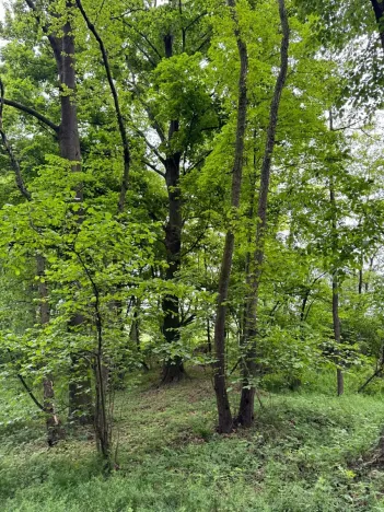 Prodej lesa, Stěbořice, 12789 m2