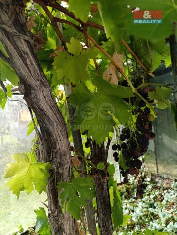 Prodej rodinného domu, Vranová Lhota, 382 m2