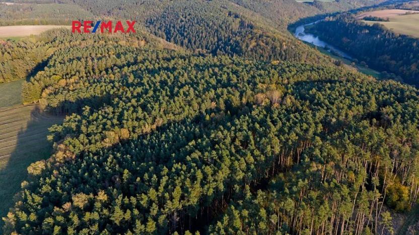 Prodej lesa, Všehrdy, 35057 m2