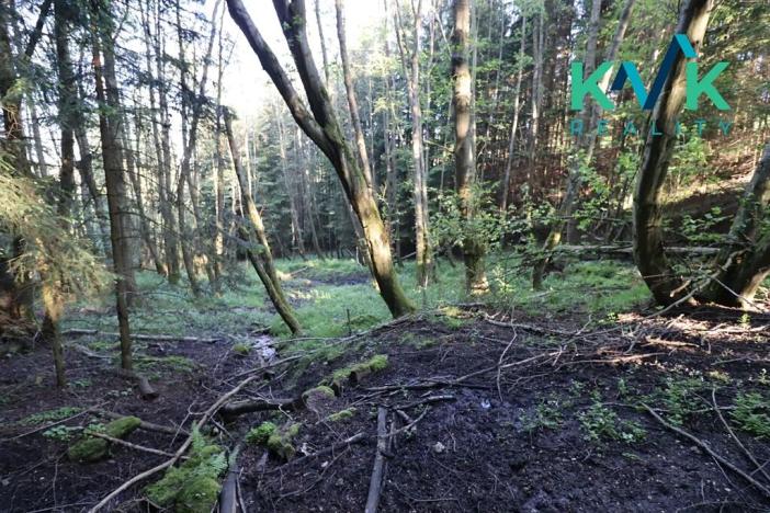 Prodej lesa, Kolová, 8922 m2