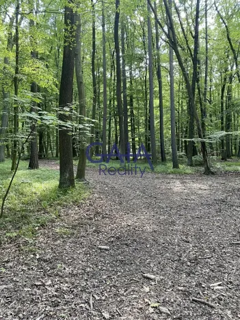 Prodej lesa, Ždánice, 3224 m2