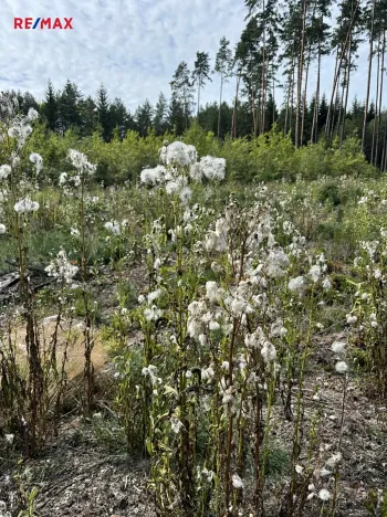 Prodej pozemku pro bydlení, Suchdol nad Lužnicí, 1001 m2