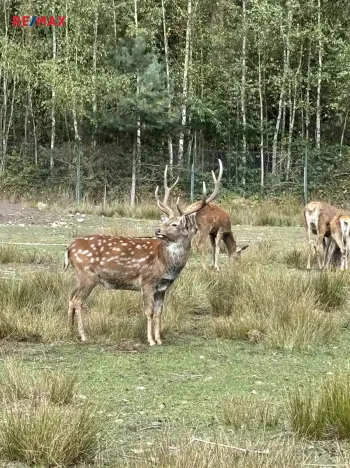 Prodej pozemku pro bydlení, Suchdol nad Lužnicí, 1001 m2