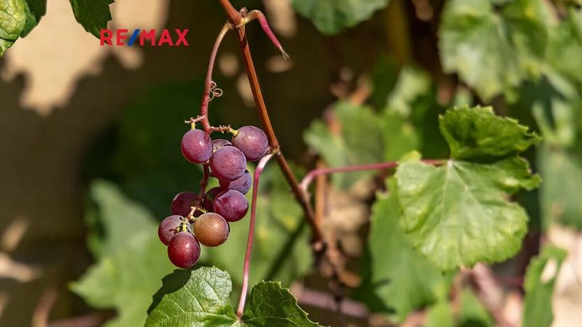 Prodej komerční nemovitosti, Dolní Podluží, 537 m2